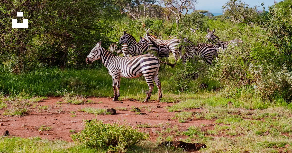 Zebra Ina Field A group of zebras in a field photo – Free Nature Image on Unsplash