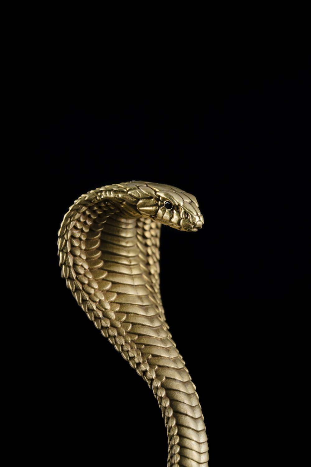 a snake with a black background