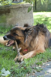 A happy dog chewing on a long, natural chew stick outdoors.