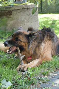 A happy dog chewing on a long, natural chew stick outdoors.