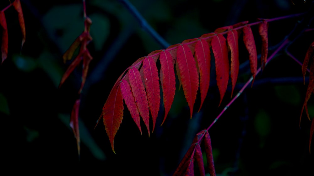 a close up of a red leaf