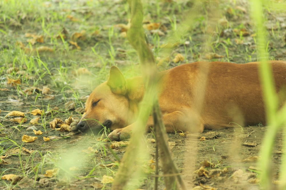 a deer drinking water