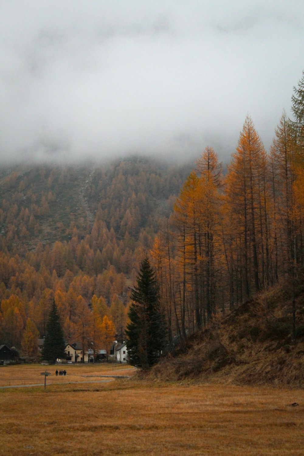 um vale nebuloso com árvores e uma casa ao longe