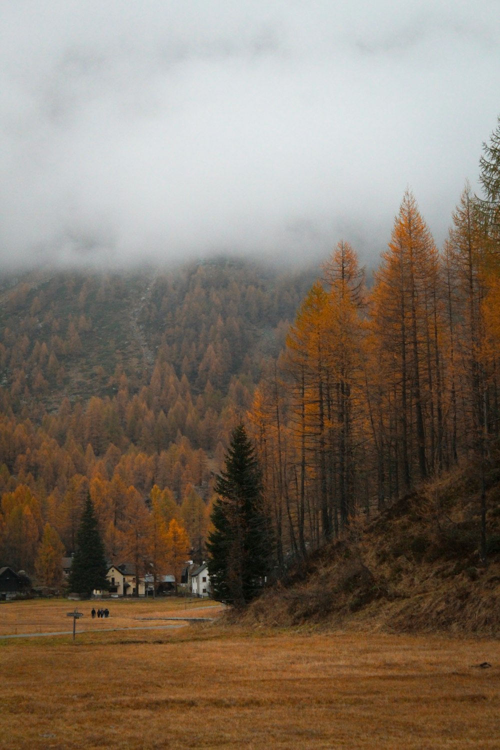 a foggy valley with trees and a house in the distance