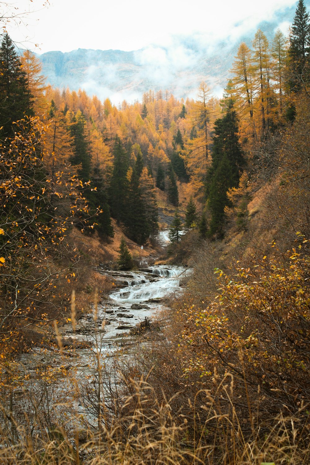 um rio que atravessa uma floresta