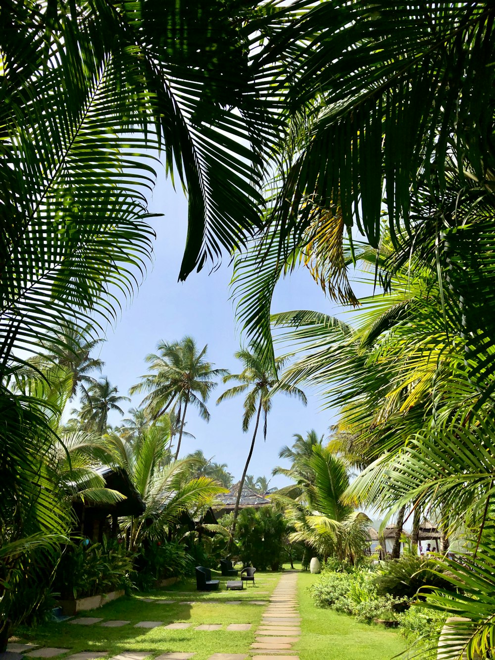 a path with palm trees on either side of it