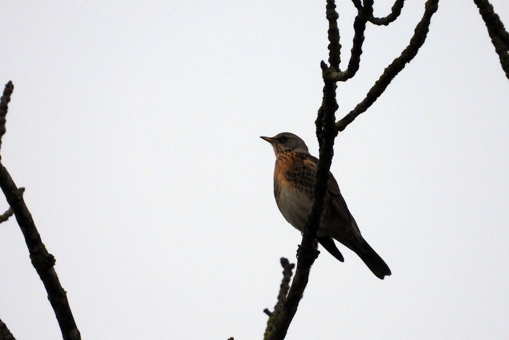 Ein Vogel sitzt auf einem Ast