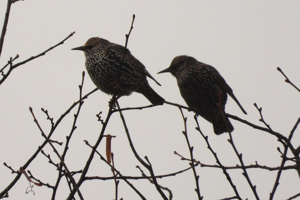 Vögel auf einem Ast