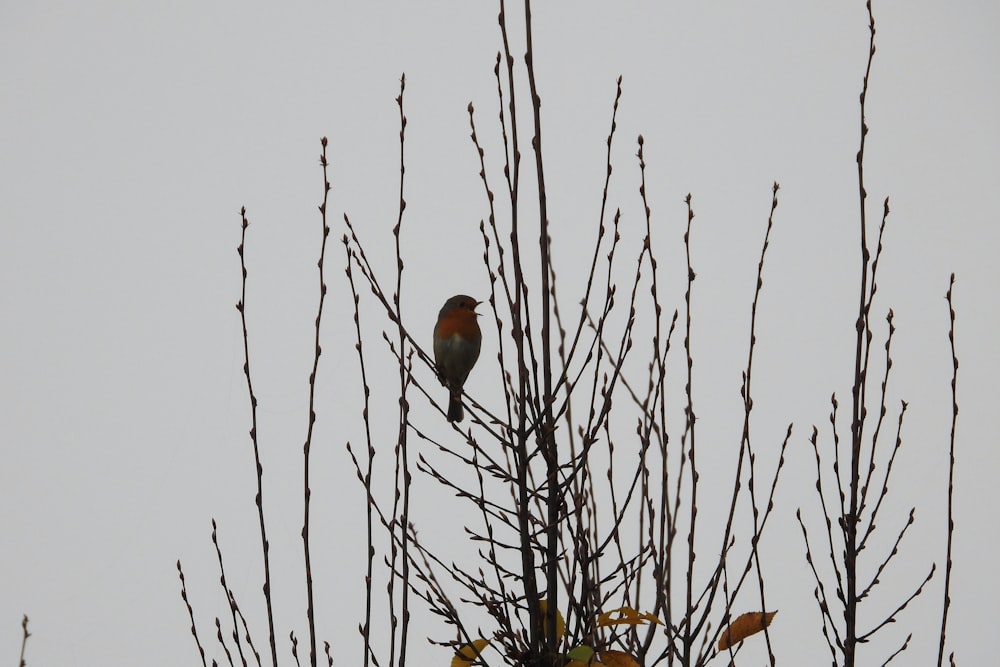 two birds on a tree