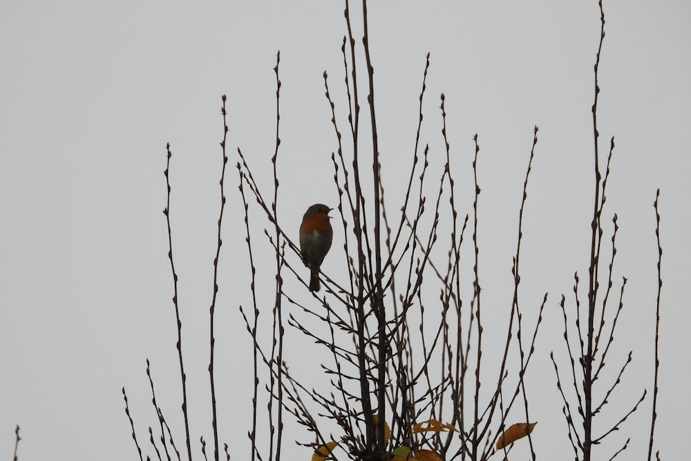 Zwei Vögel auf einem Baum