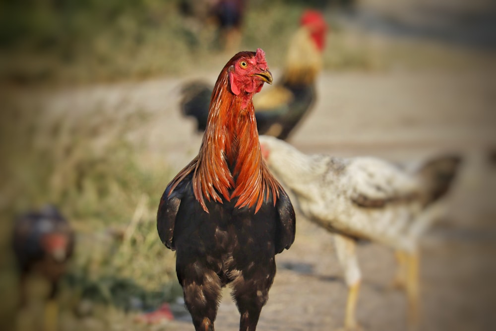 a rooster standing on grass