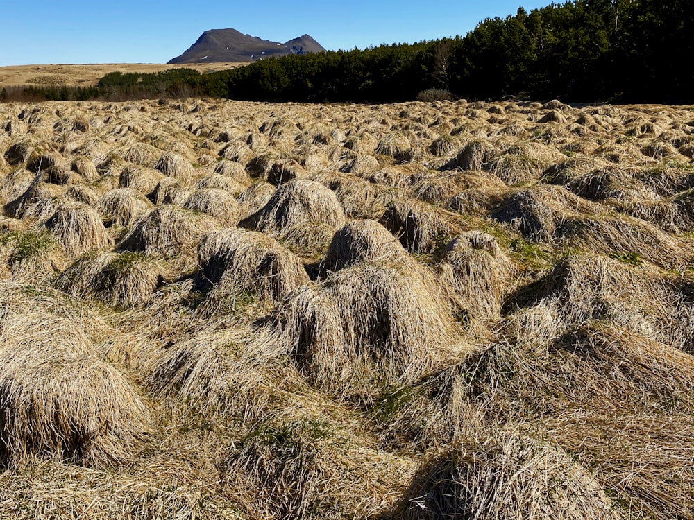 ein Feld mit trockenem Gras