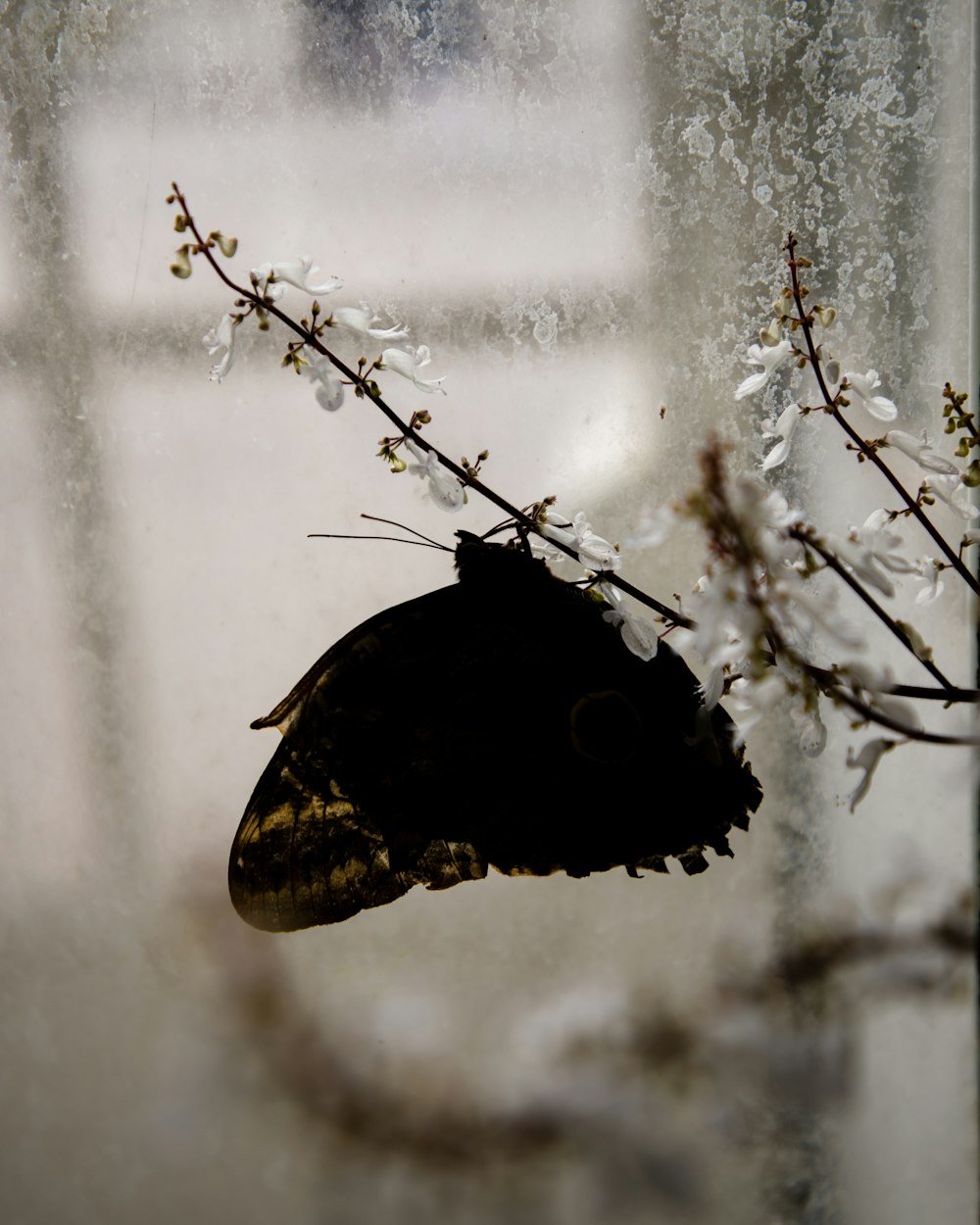 Una farfalla nera su un ramo
