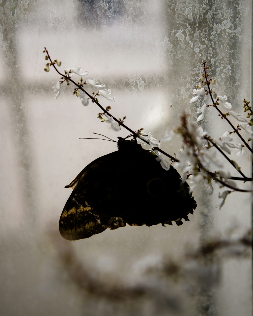 a black butterfly on a branch