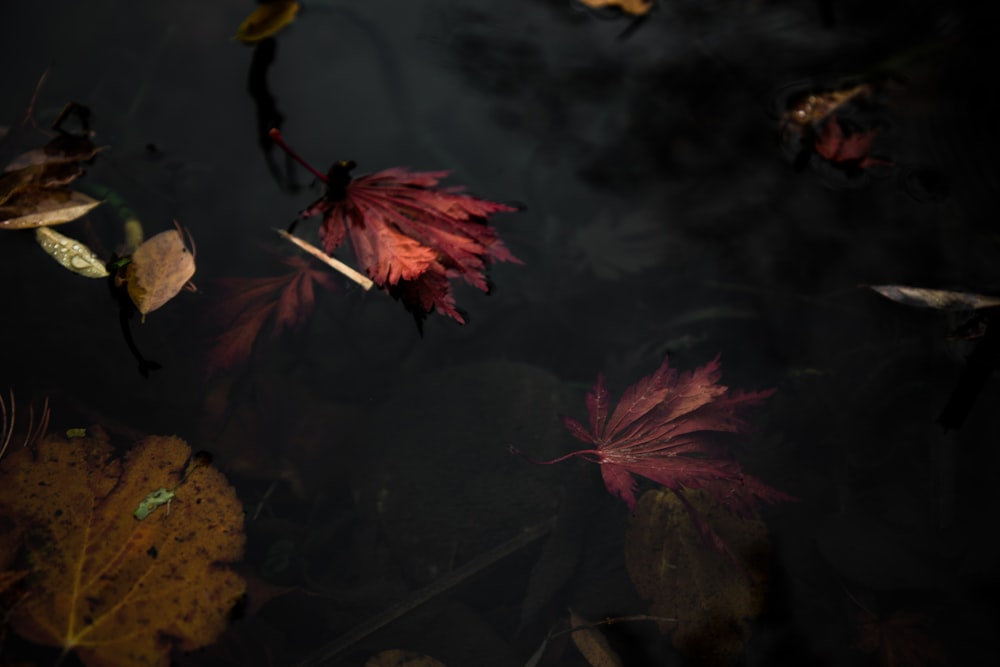 a group of leaves floating in water