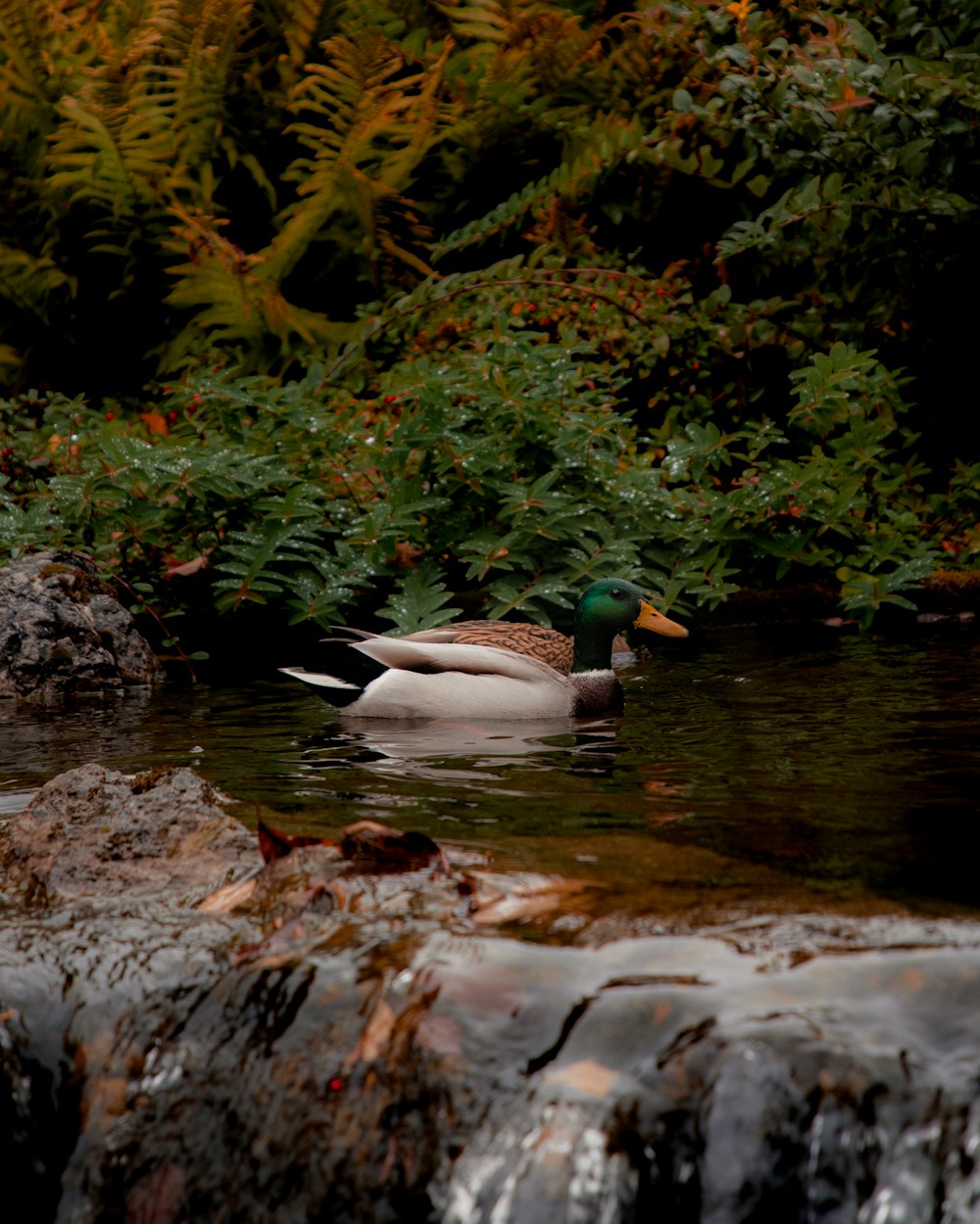 a duck swimming in a pond