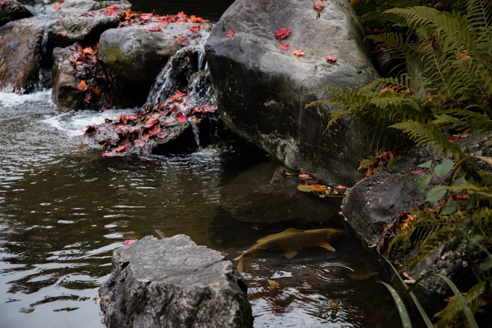 a stream with rocks and plants