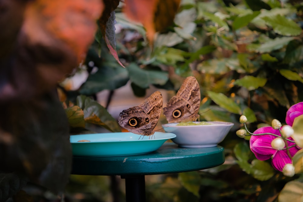 ein paar Schmetterlinge auf einem Vogelhäuschen