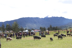 A group of pigs graze on a grassy field surrounded by people. In the background, a mountain range with snow-capped peaks is visible under a partly cloudy sky. The scene appears to take place in a rural setting with a few scattered buildings and lush trees.