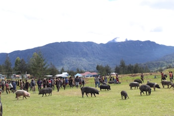 A group of pigs graze on a grassy field surrounded by people. In the background, a mountain range with snow-capped peaks is visible under a partly cloudy sky. The scene appears to take place in a rural setting with a few scattered buildings and lush trees.