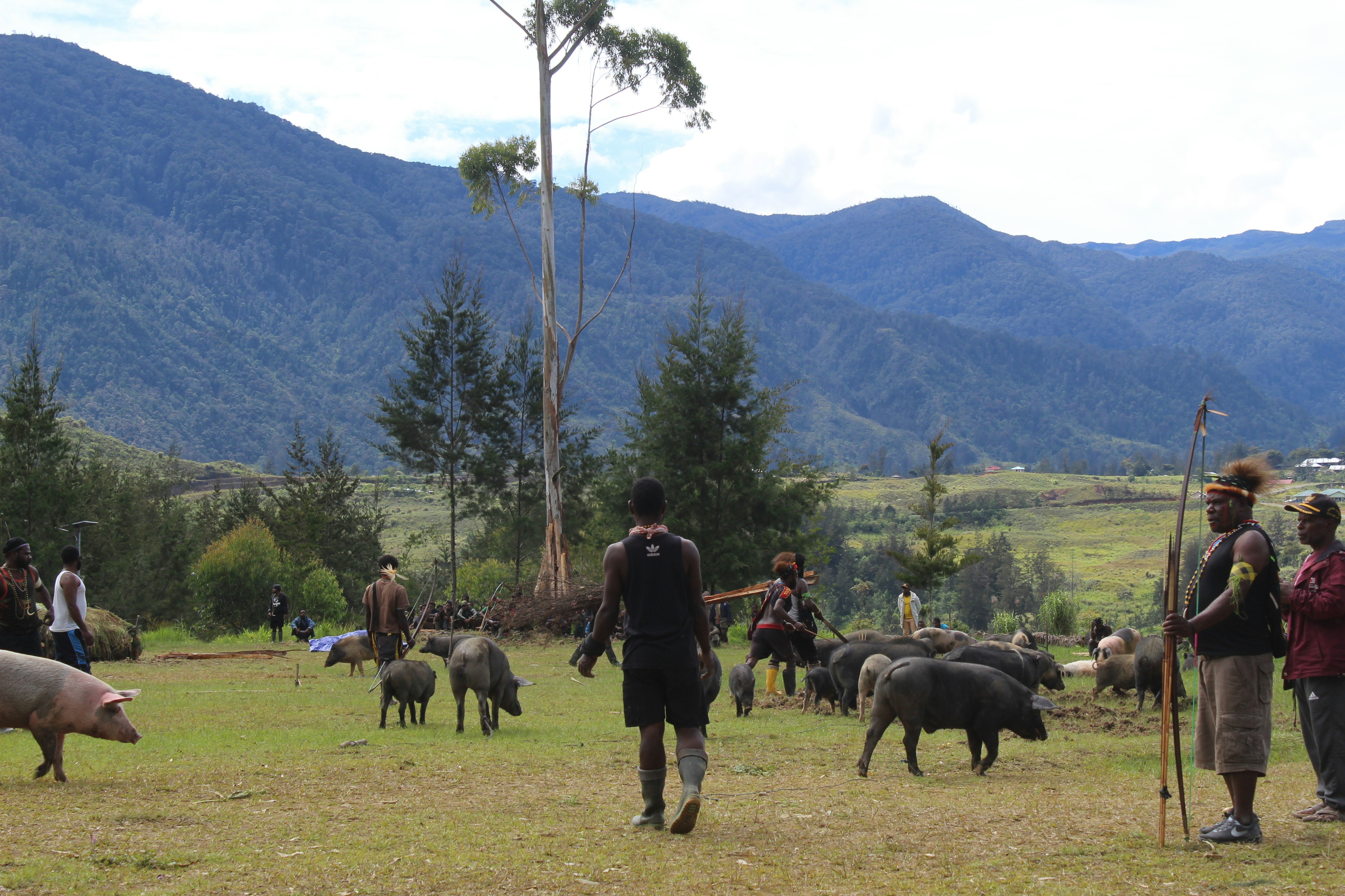 a group of people stand around some cows