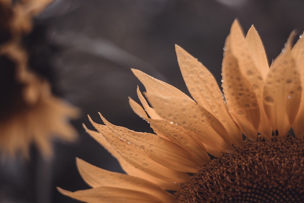 close-up de uma planta