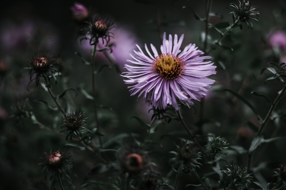 a purple flower with yellow center