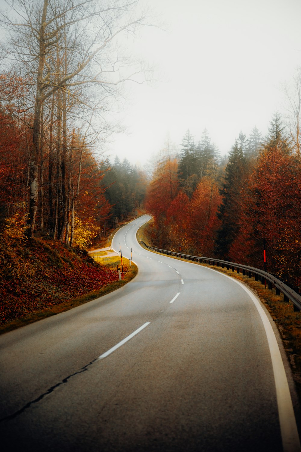 a road with trees on the side