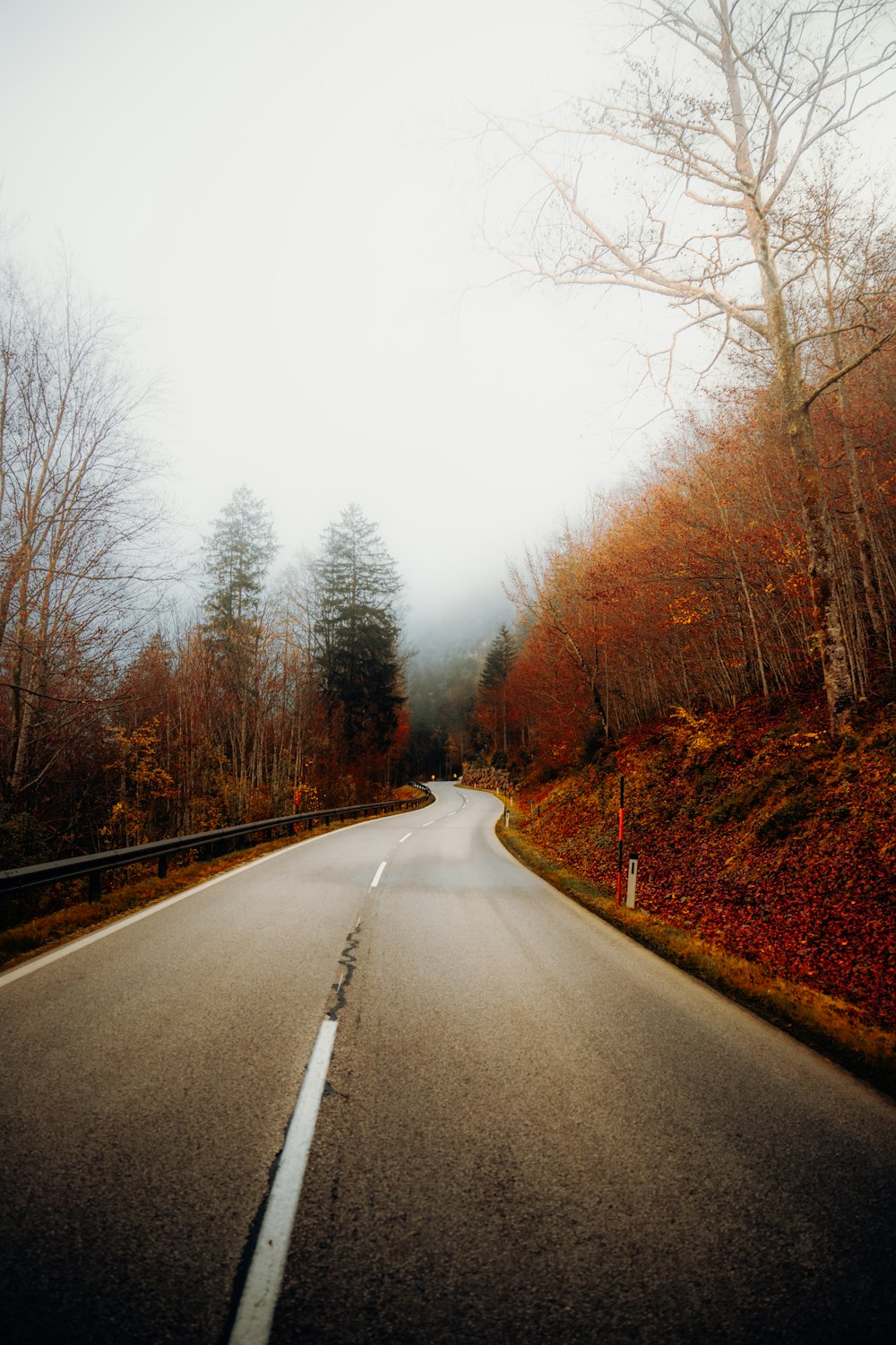 a road with trees on the side