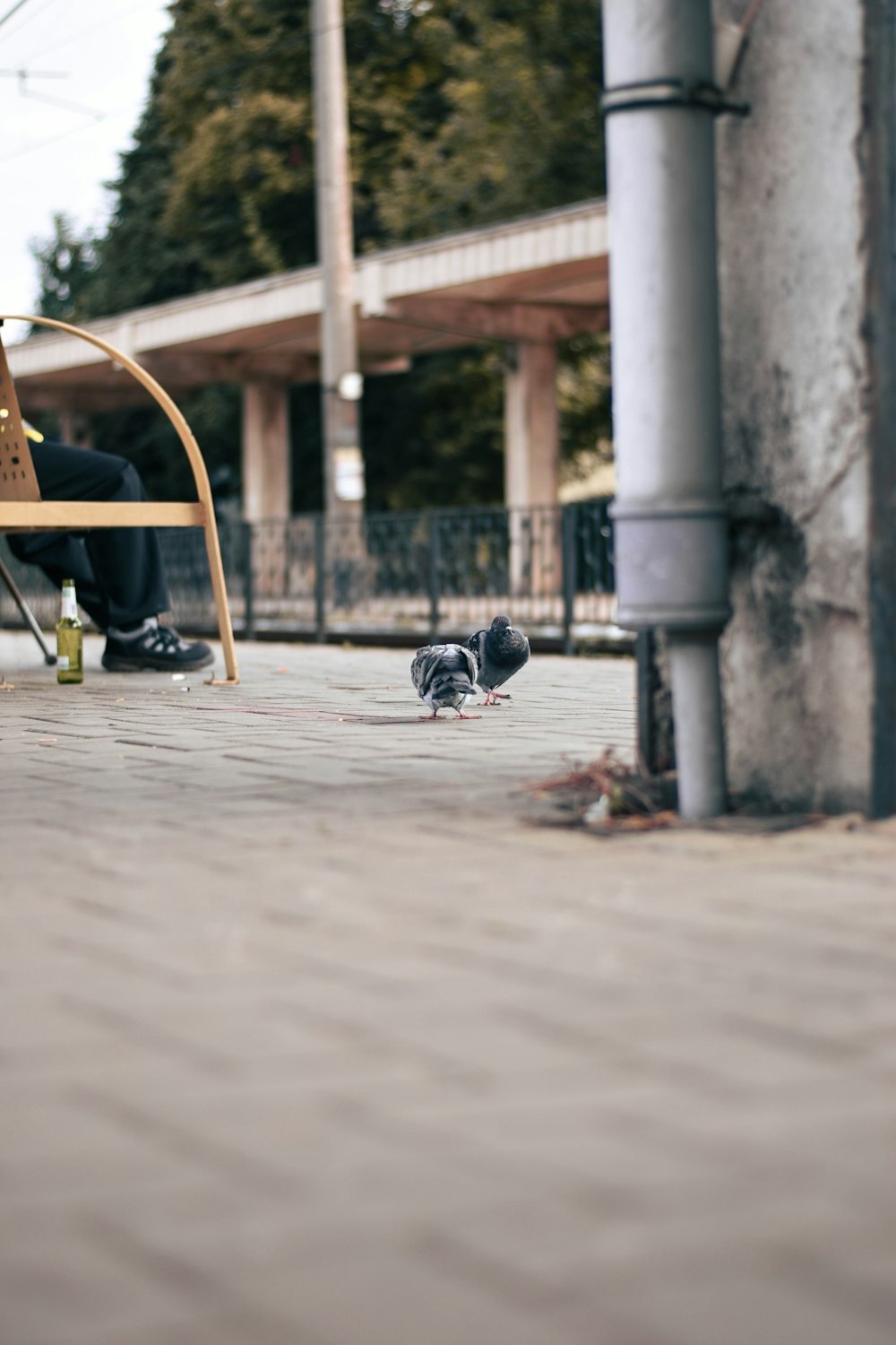 a couple of birds on the ground