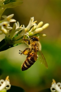 A close-up of a bee gathering nectar from small, pale yellow flowers. The bee is prominently displayed with detailed visible wings, body stripes, and fuzzy texture. The background is softly blurred with green and brown hues.