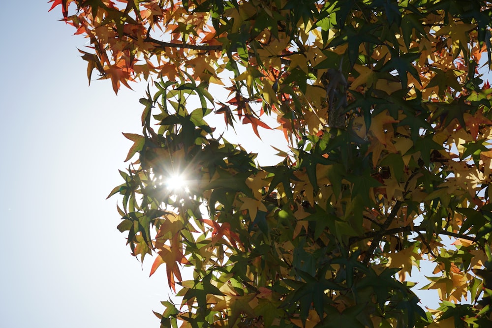 a tree with leaves and the sun in the background