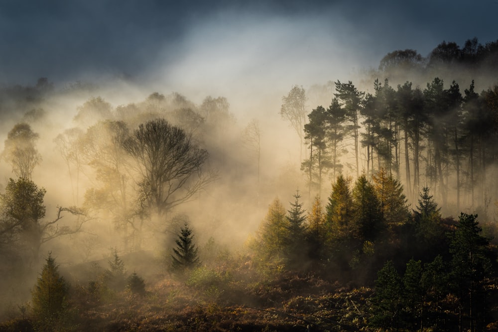 a forest with fog