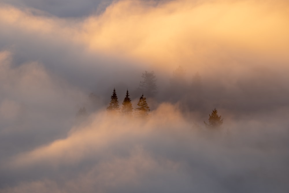 a group of trees in a foggy sky