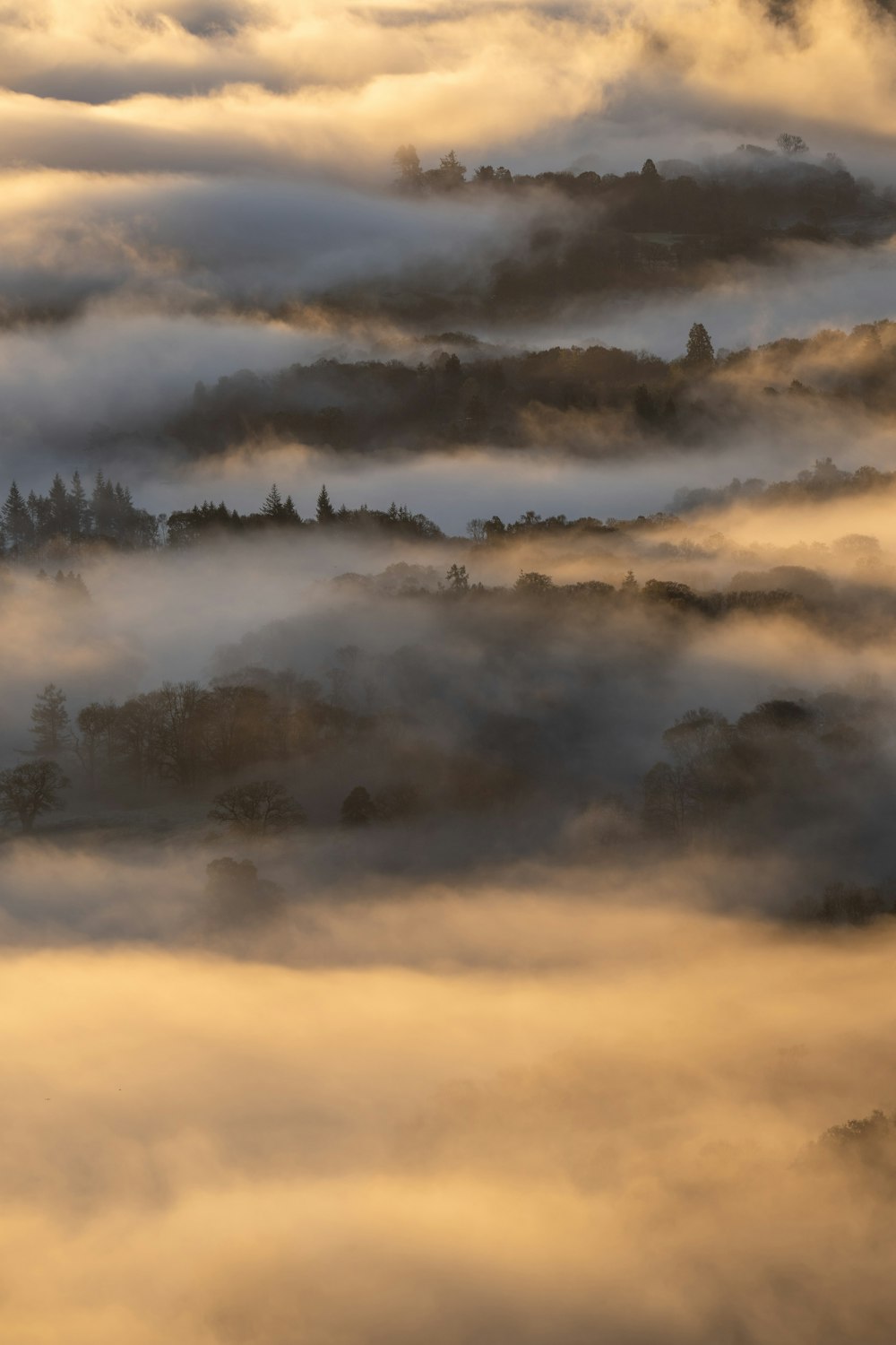 a foggy landscape with trees