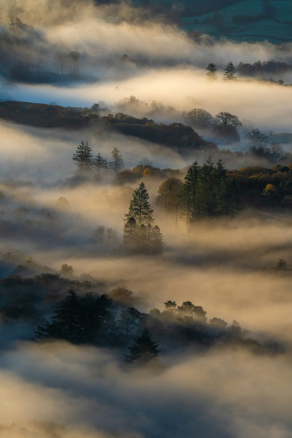 a foggy lake with trees