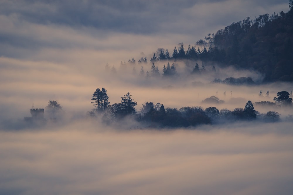 a foggy landscape with trees