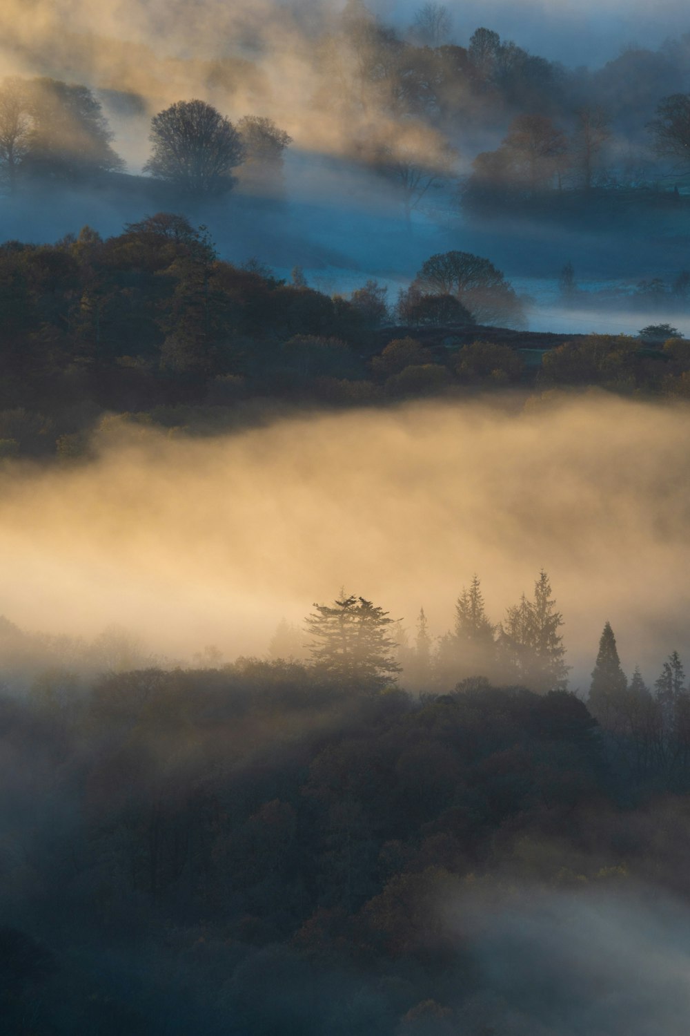 a foggy forest with trees