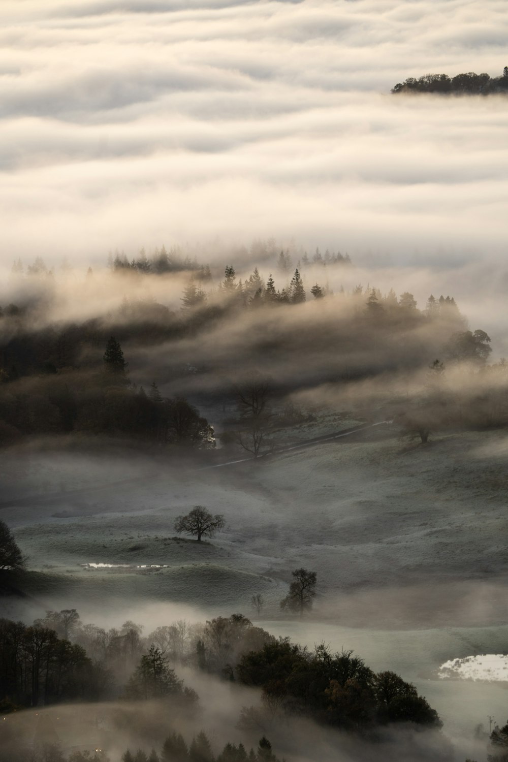 a foggy lake with trees