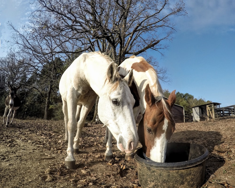 a group of horses eating from a bucket