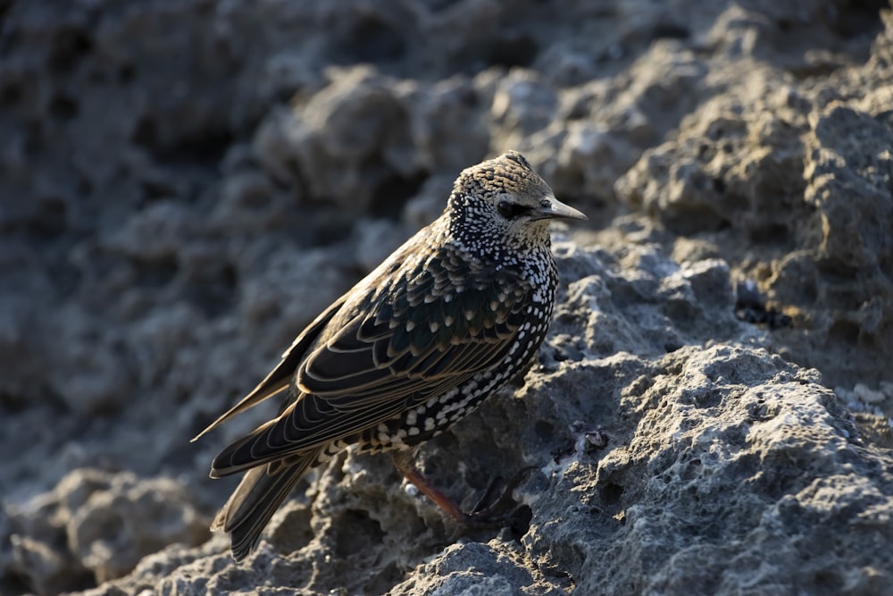 a bird standing on a rock