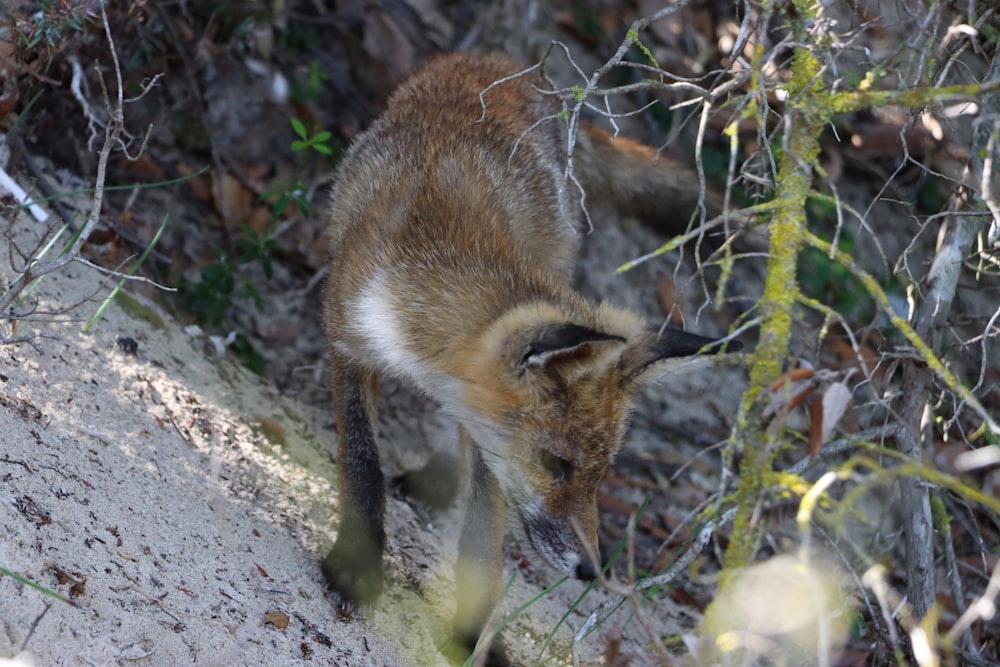 a fox in the dirt