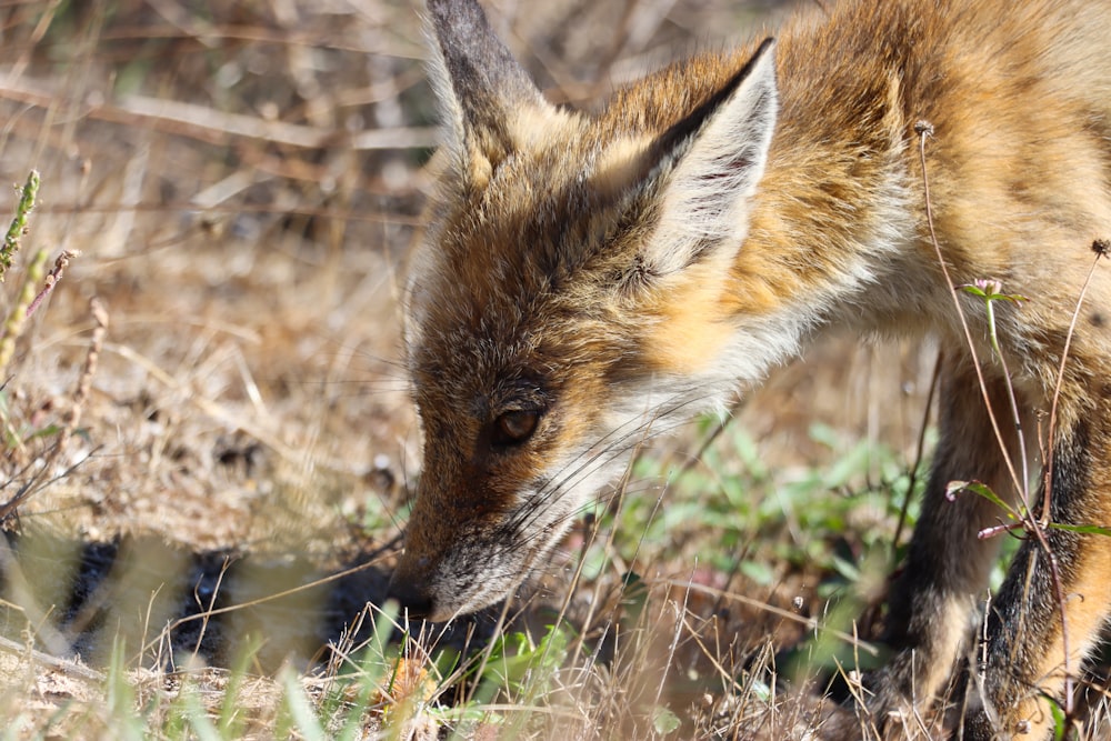 a fox in the grass