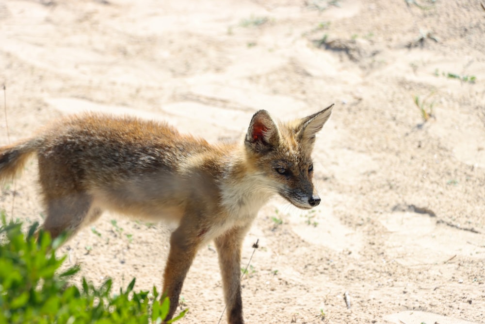 a fox standing on sand