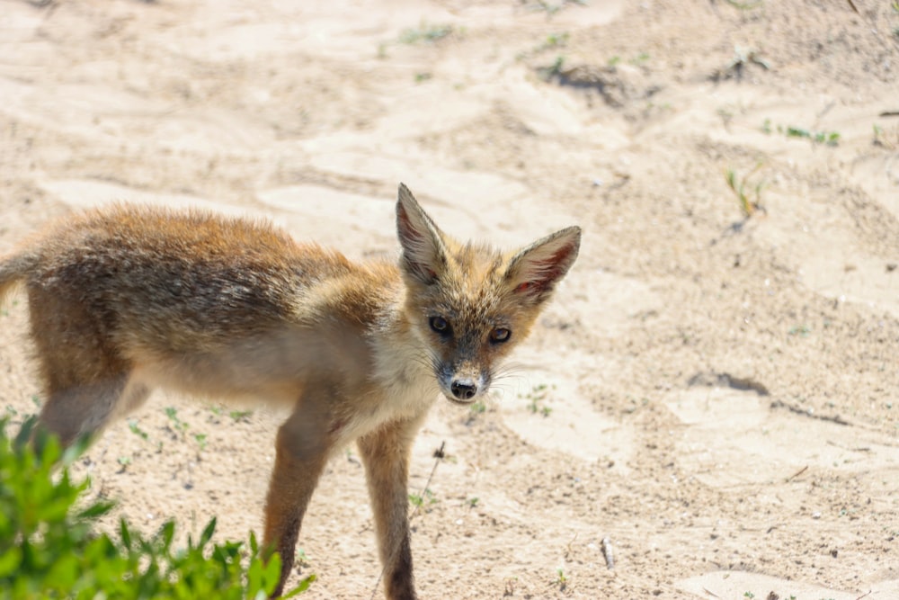 a fox standing on sand