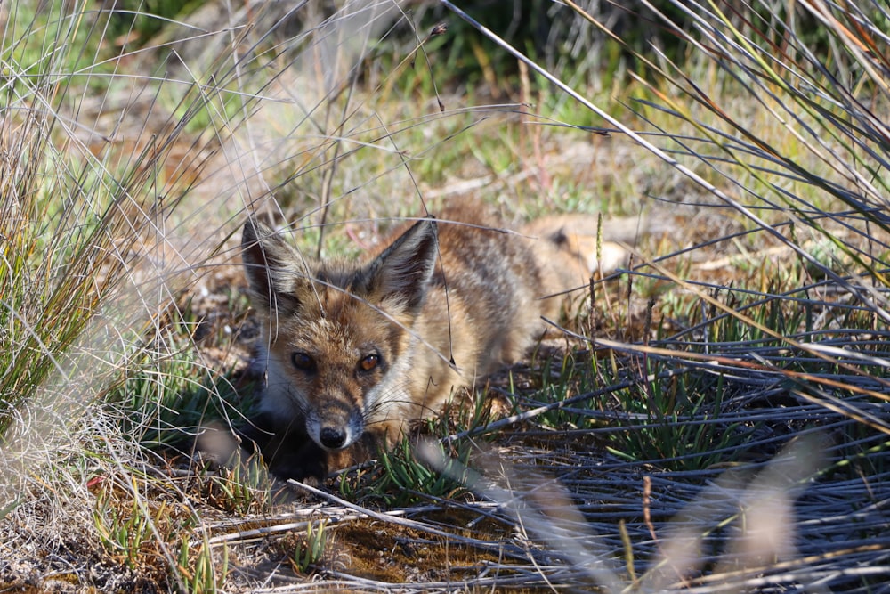 a fox in the grass