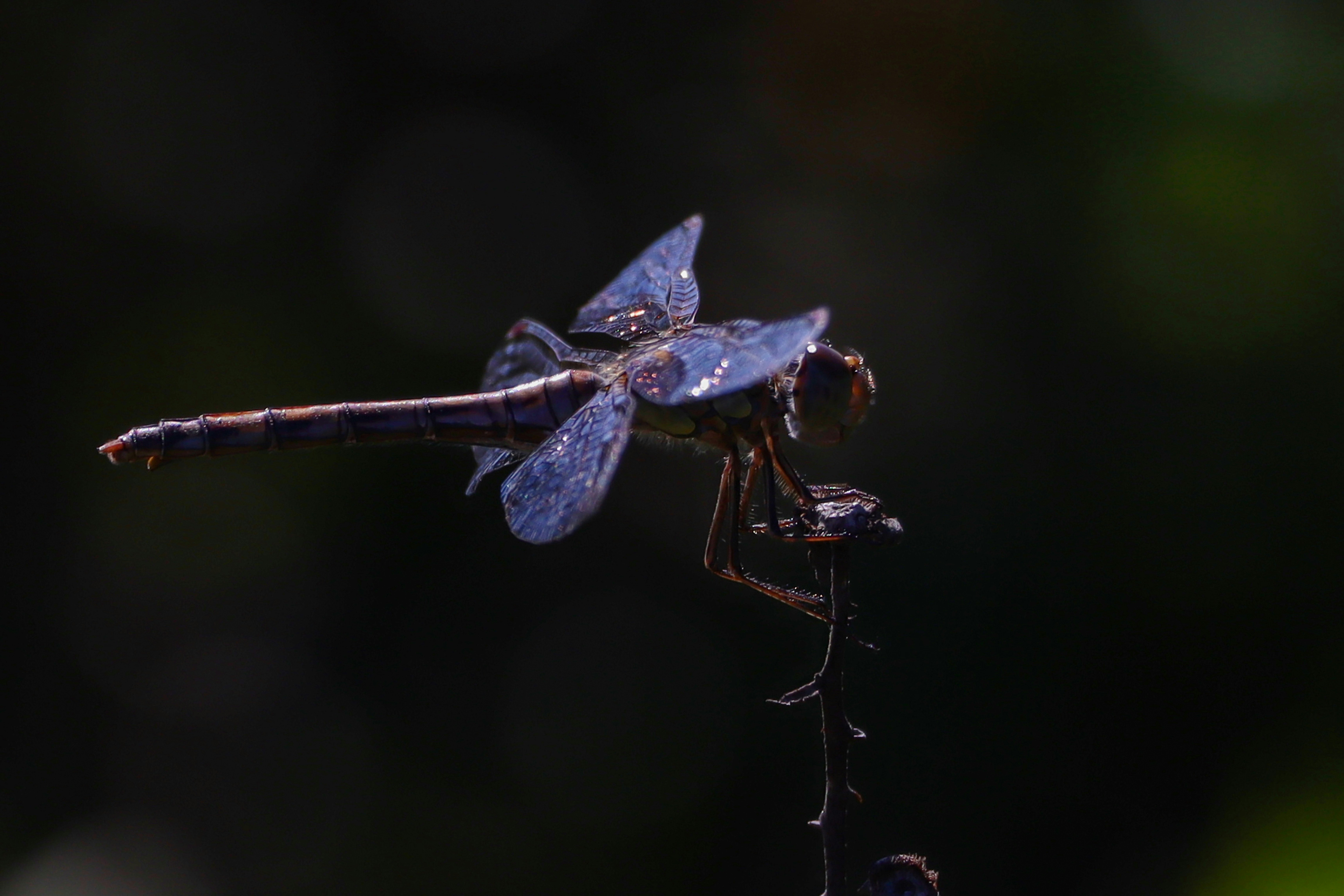 Photo by fonzhousefonzie