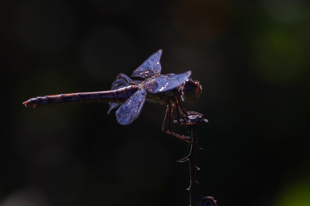 a dragonfly on a stick