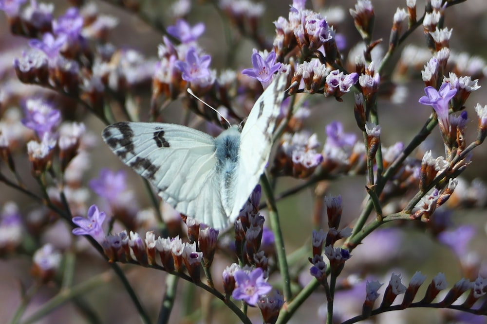 a butterfly on a flower