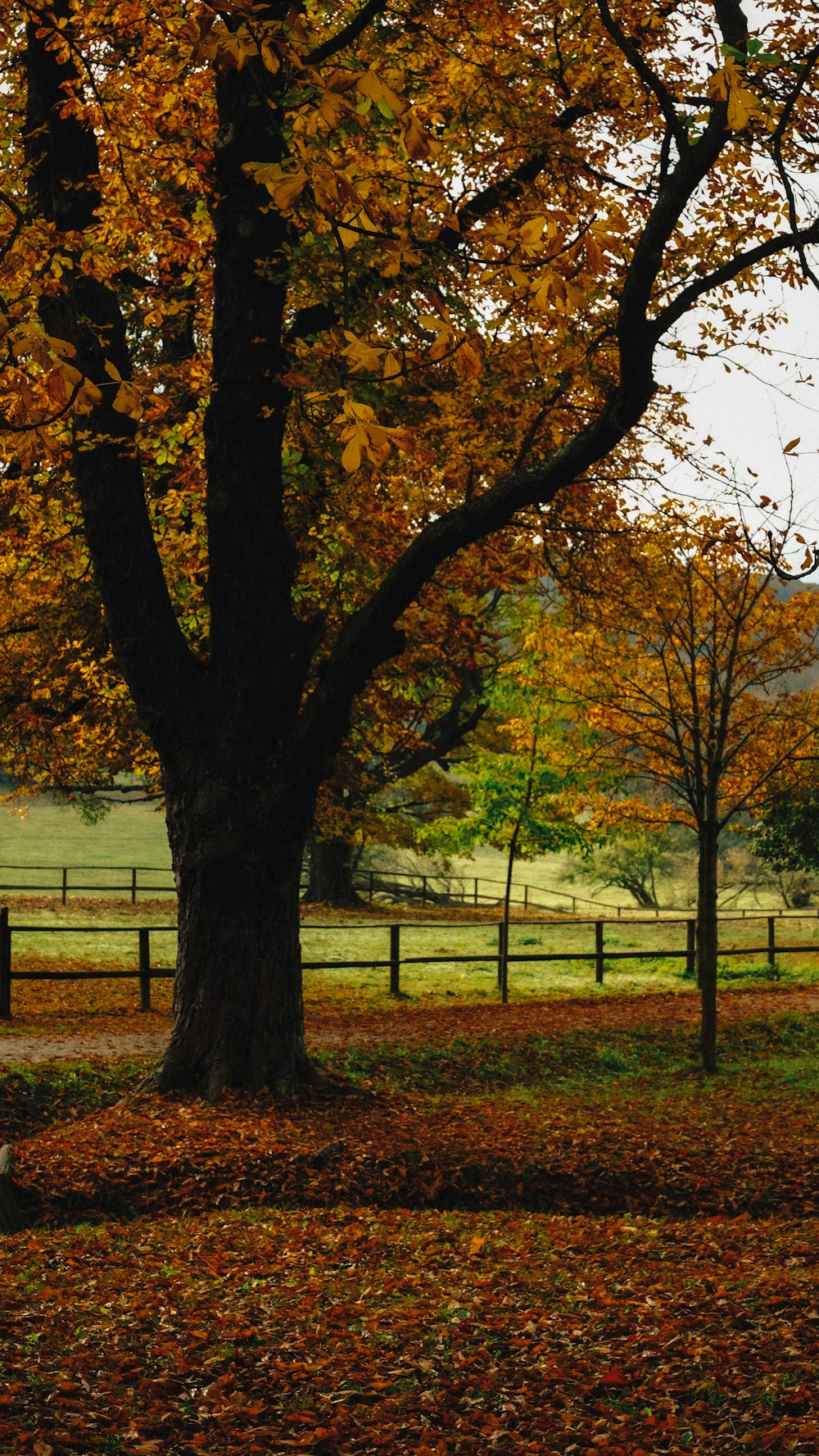 a tree with orange leaves